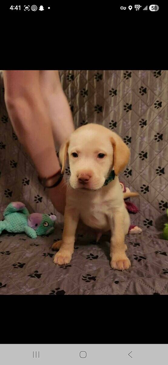 AKC Labrador Retrievers image 3