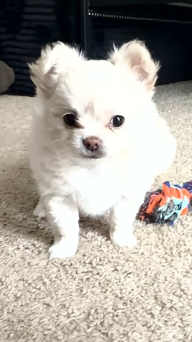 Teddy image 1