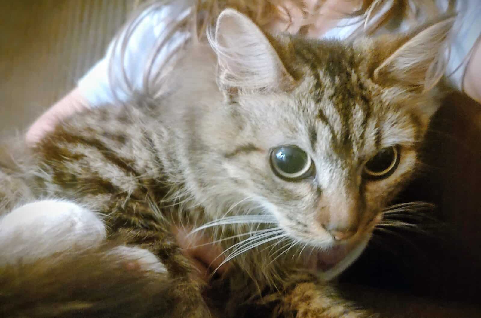 Snuggly Kitty image 3