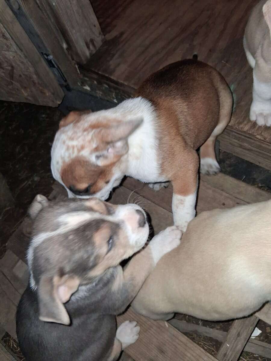 Free puppies image 4