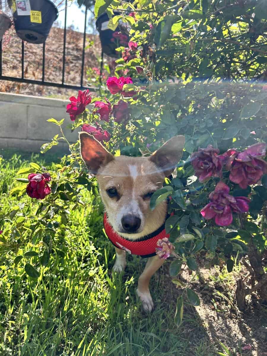 Free chihuahua image 1