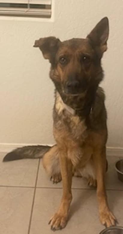 Shyla: Loving Adult German Shepherd image 2