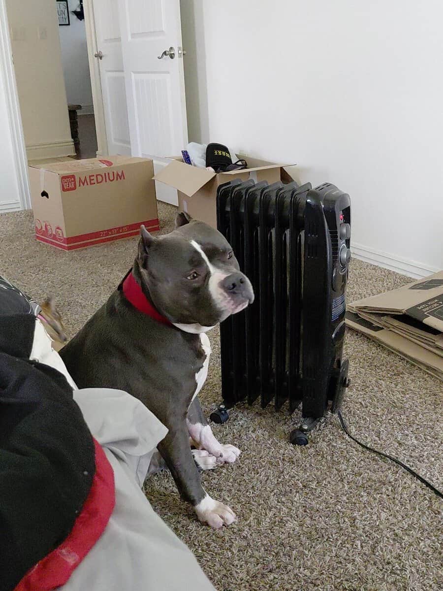 XL Bully image 6