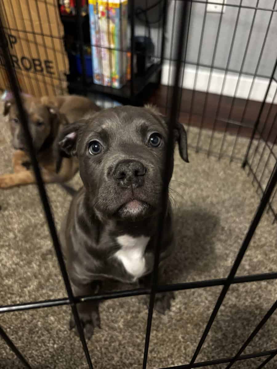 Pitbull puppies born on Christmas image 1