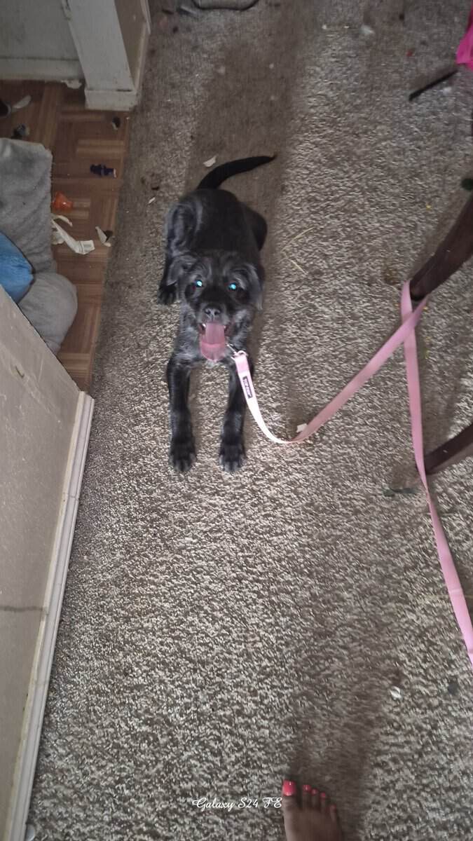 Small puppy 3 months NEEDS NEW HOME ! 👋 image 4
