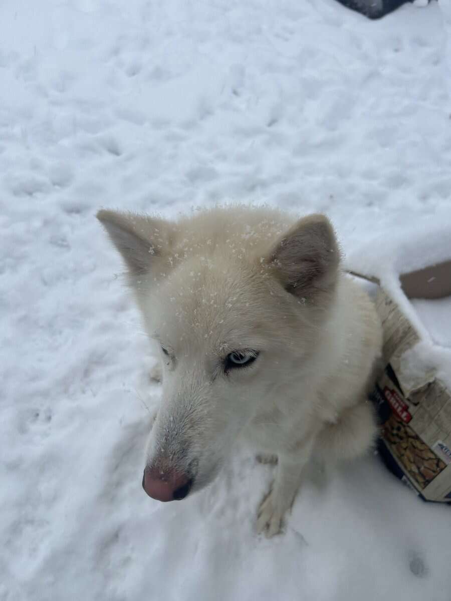Energetic Siberian Husky looking for a new home image 3