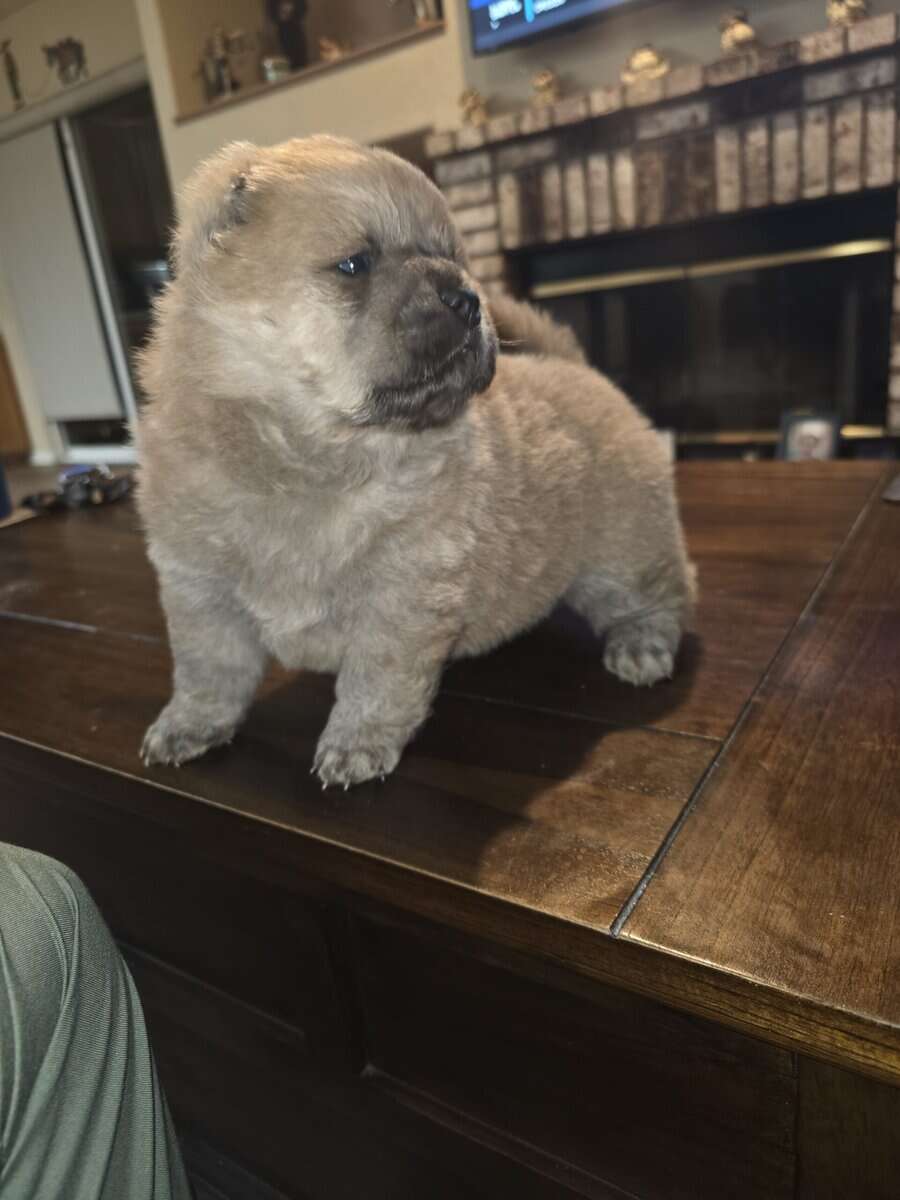 Chow chow puppies image 2