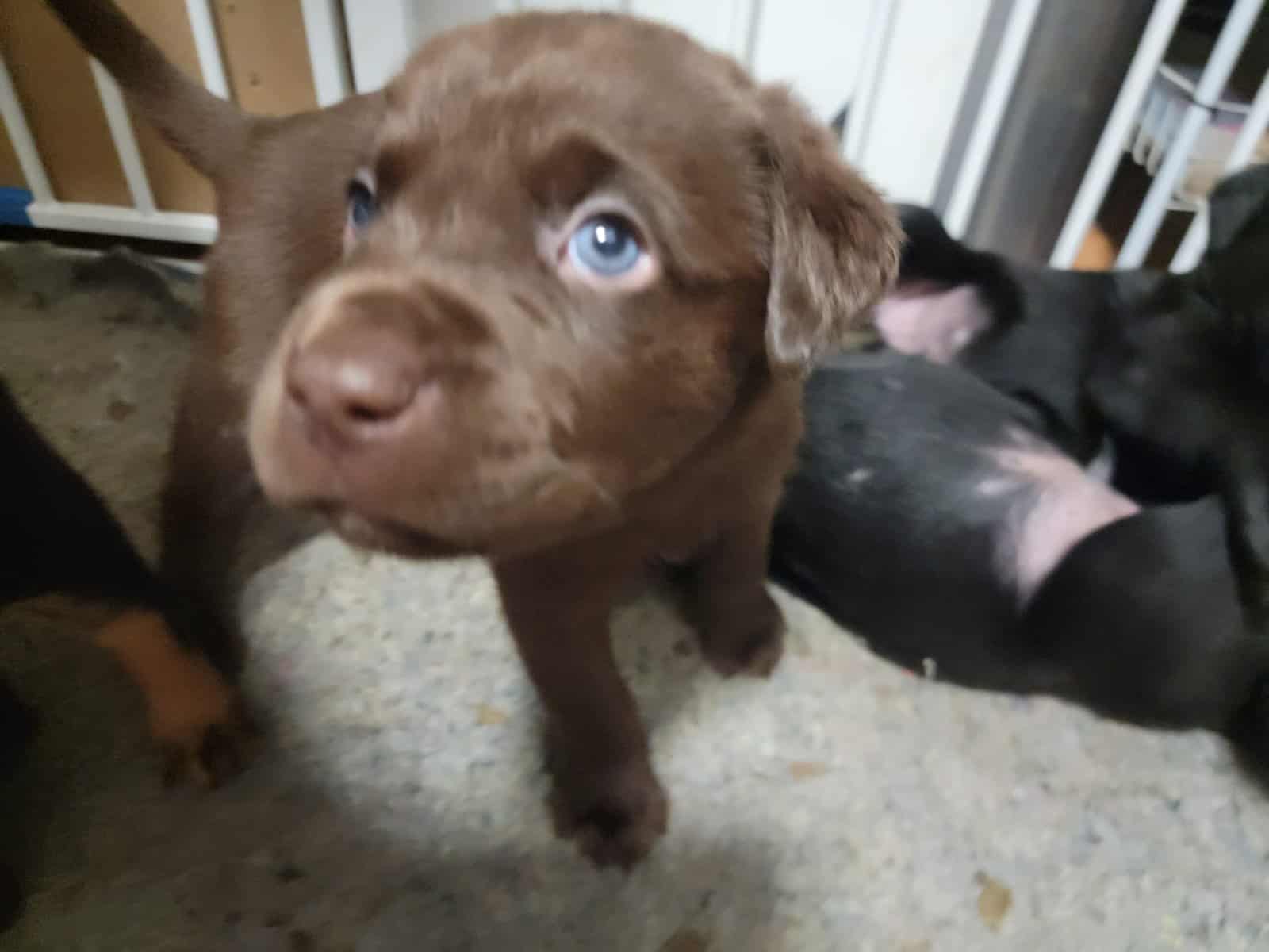 Chocolate lab/ Rotty mix image 1