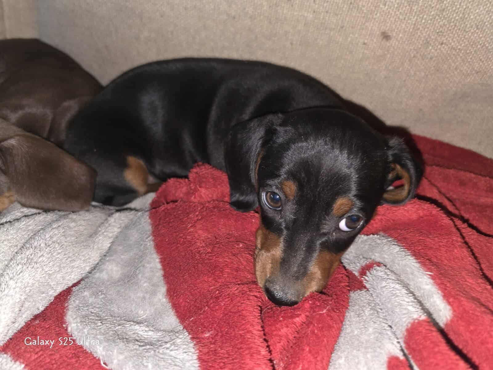 Chiweenie puppies image 8