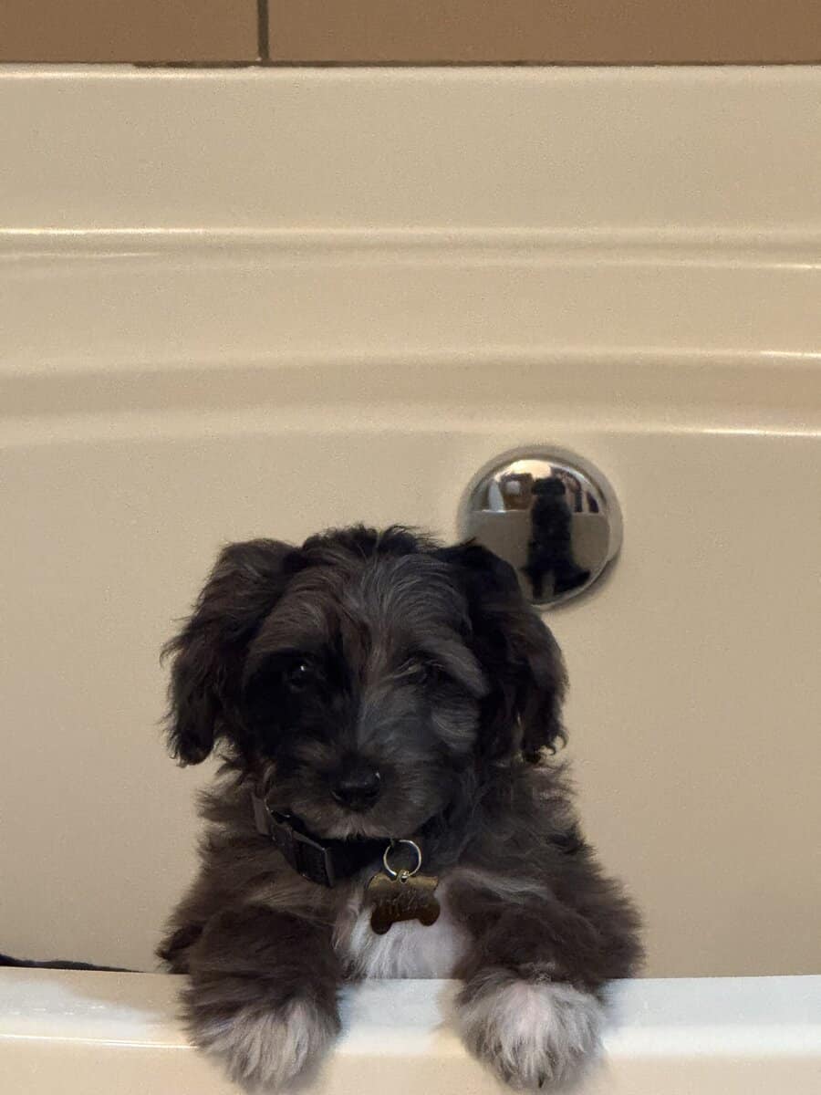 Adorable Aussiedoodle image 3