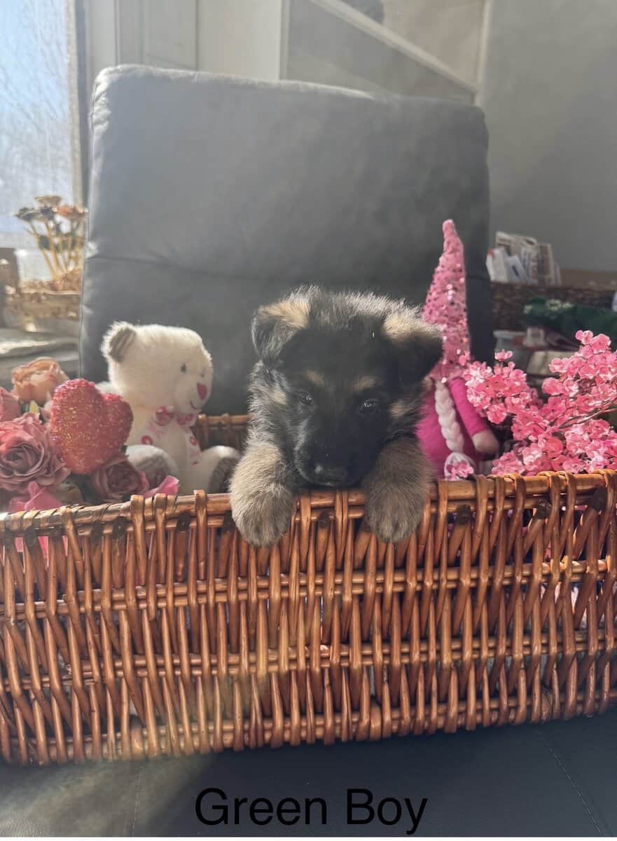 German Shepherd puppies image 3
