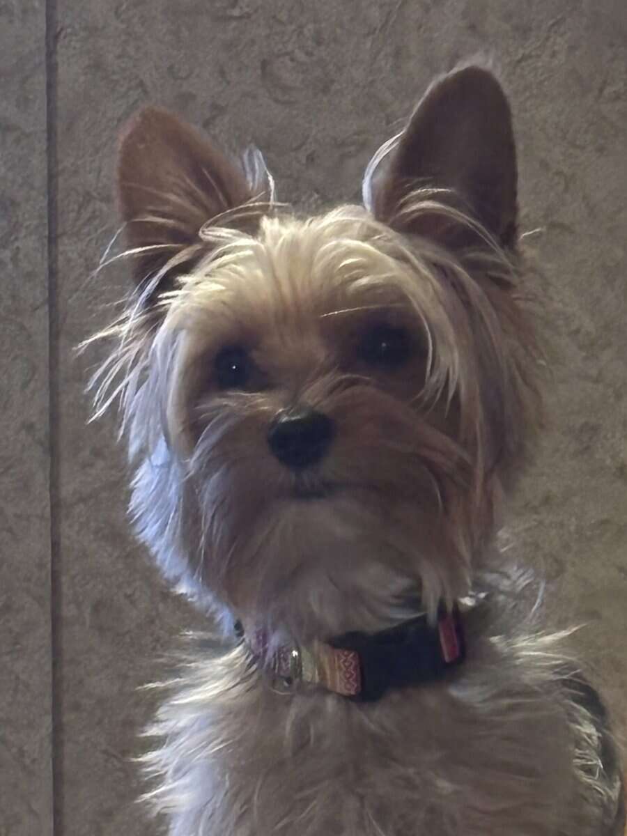 Yorkies yorkies!!!! image 2