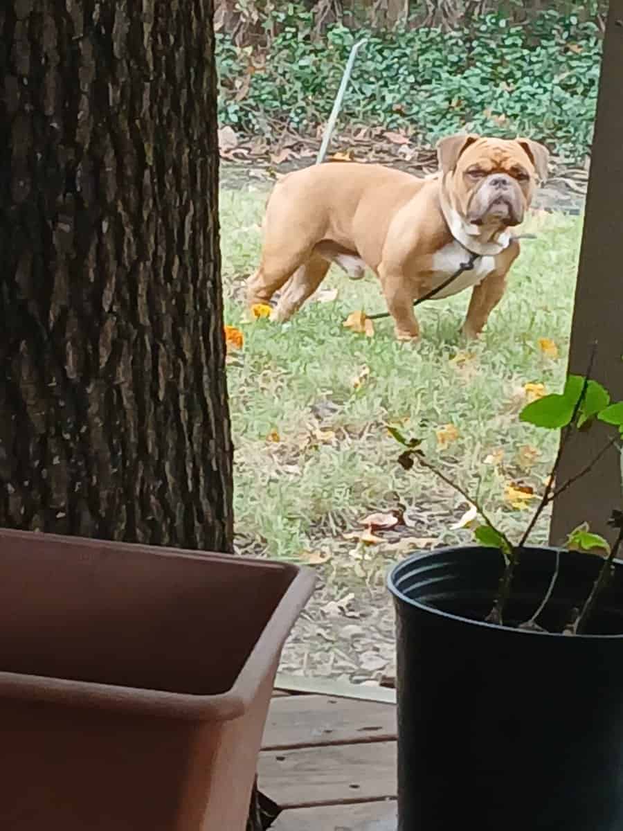 Rehoming my American Bully image 3