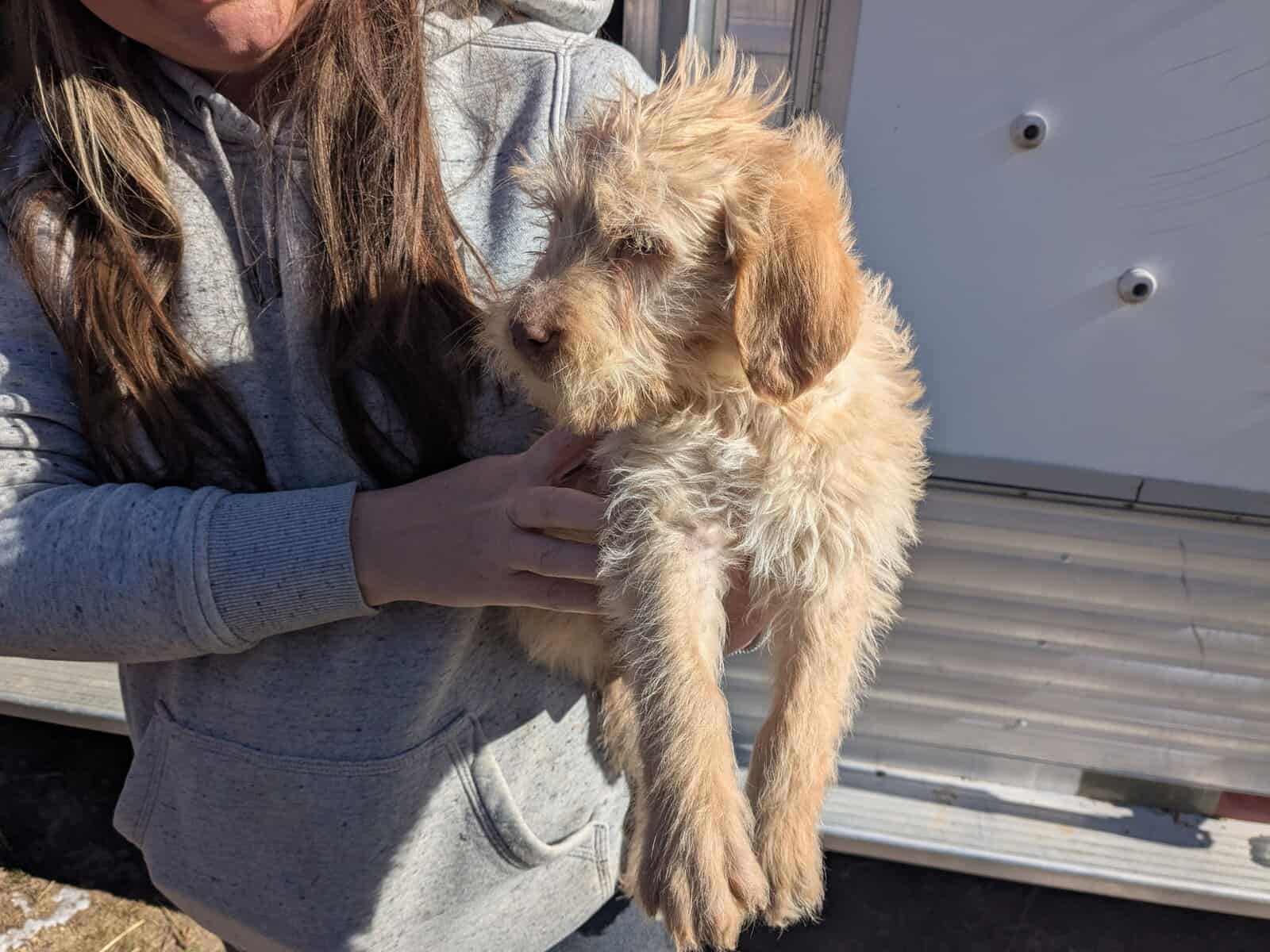 Labradoodle image 2