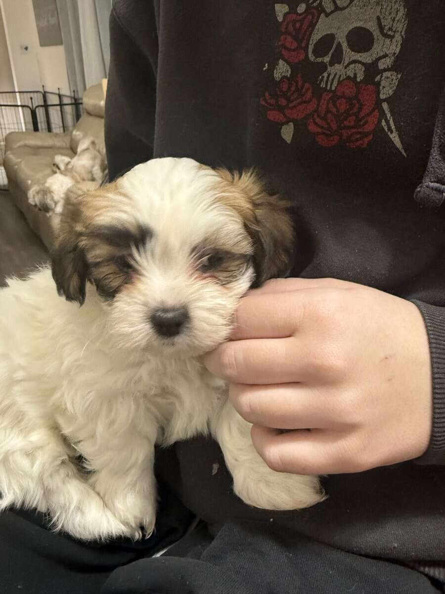 Malshihpoo puppies image 1