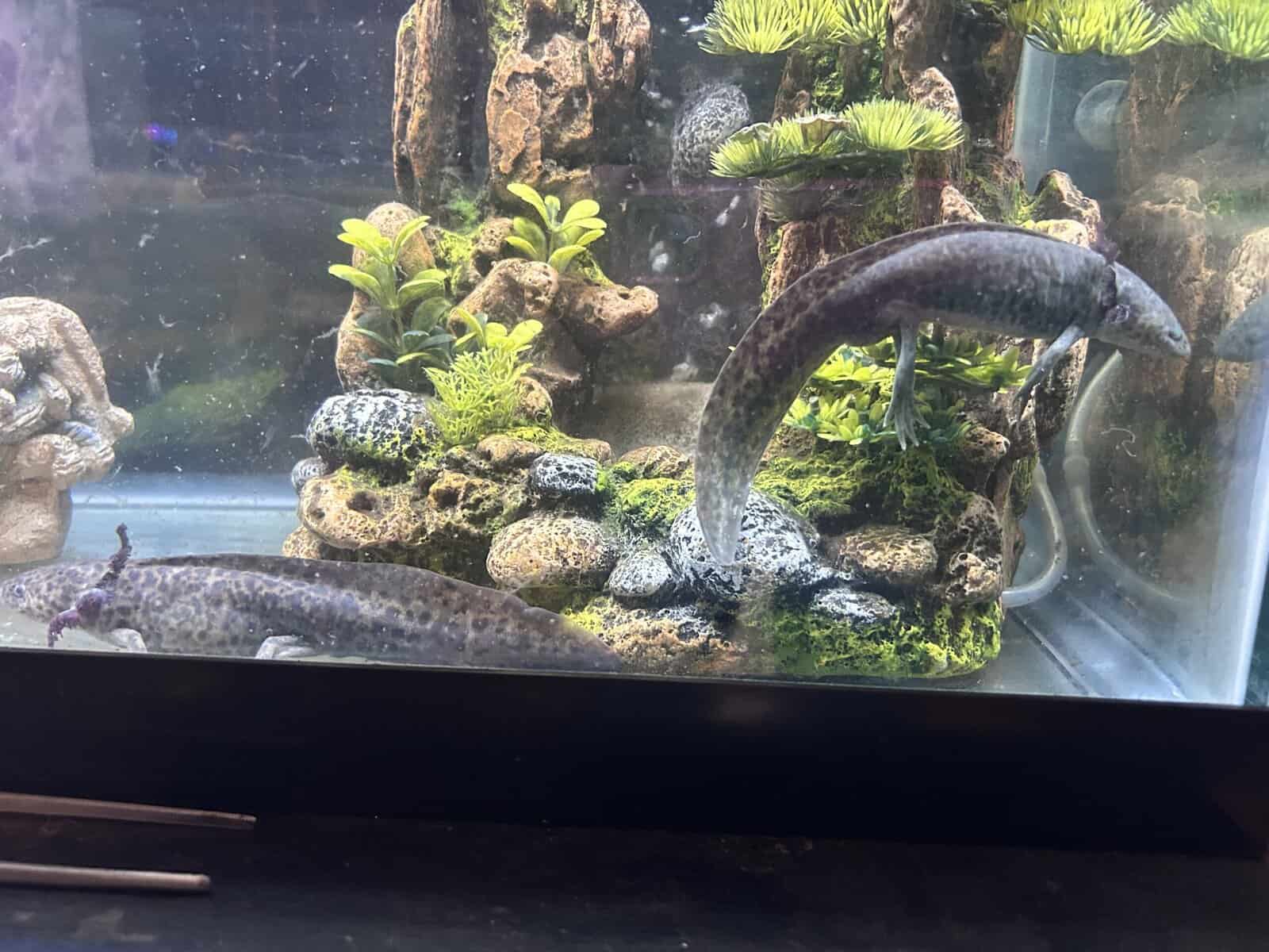 Axolotls image 1