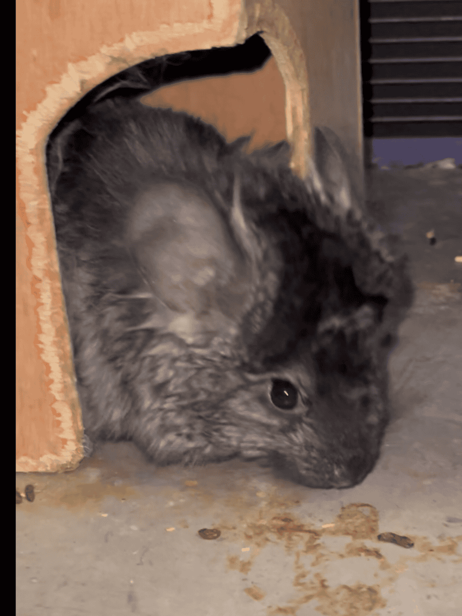 Young Ebony Male Angora Chinchilla image 4