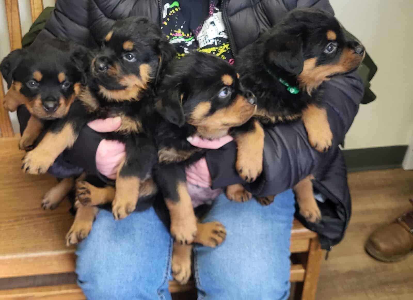 A.k.c Rottweiler image 1
