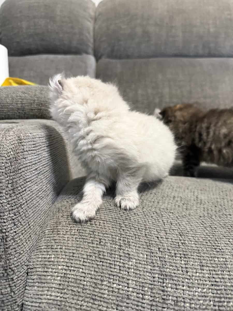 Highlander kittens image 10