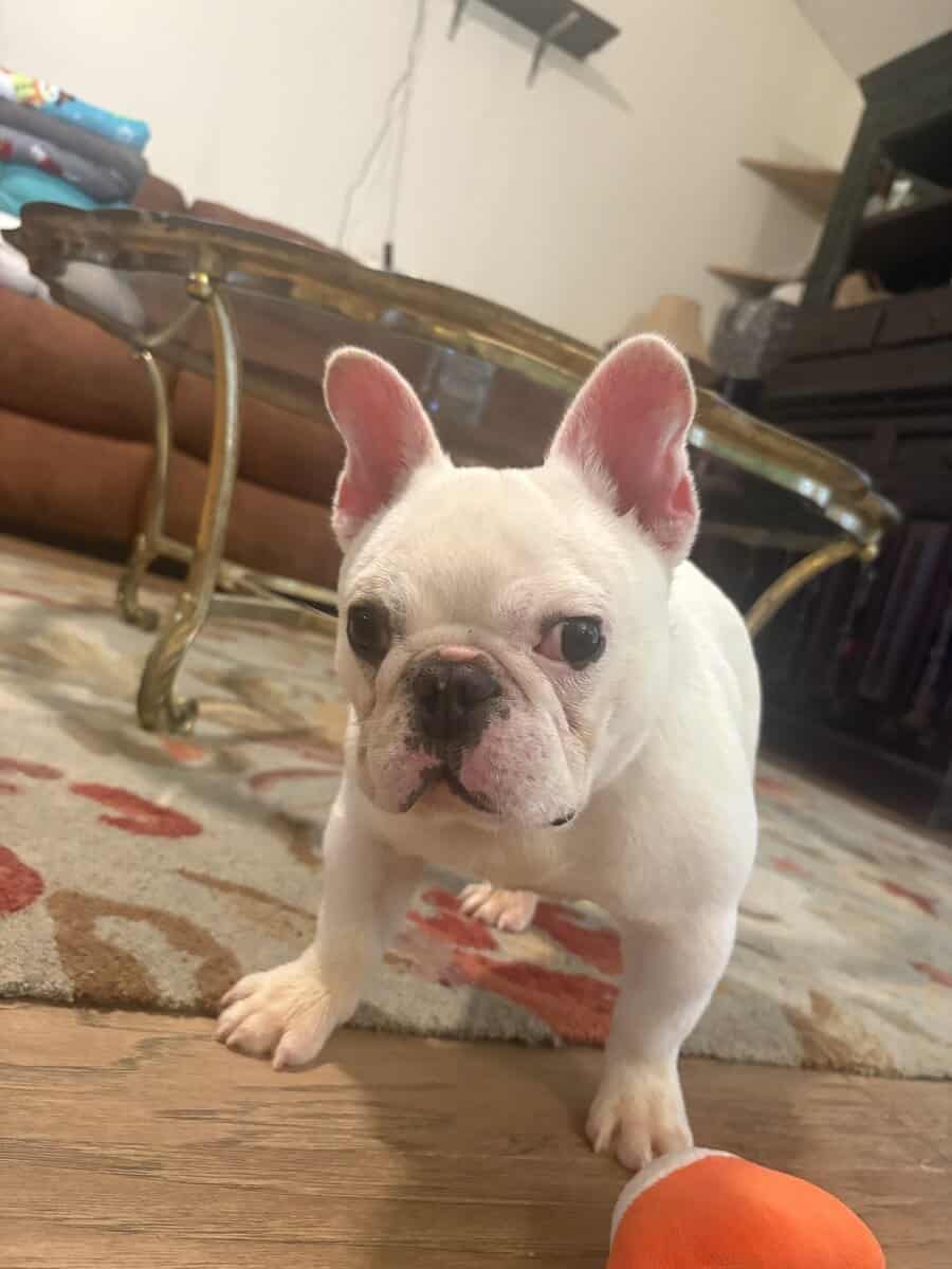 Richardson needs a forever home image 1