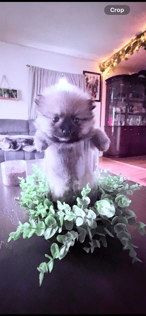 Pom puppy image 3