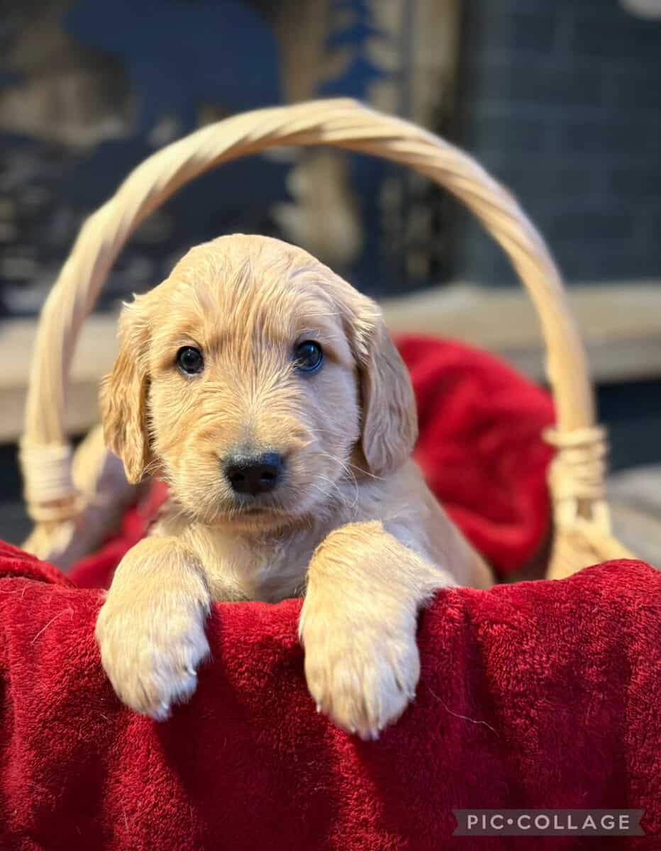 3 AKC GOLDEN RETRIEVER PUPPIES image 3