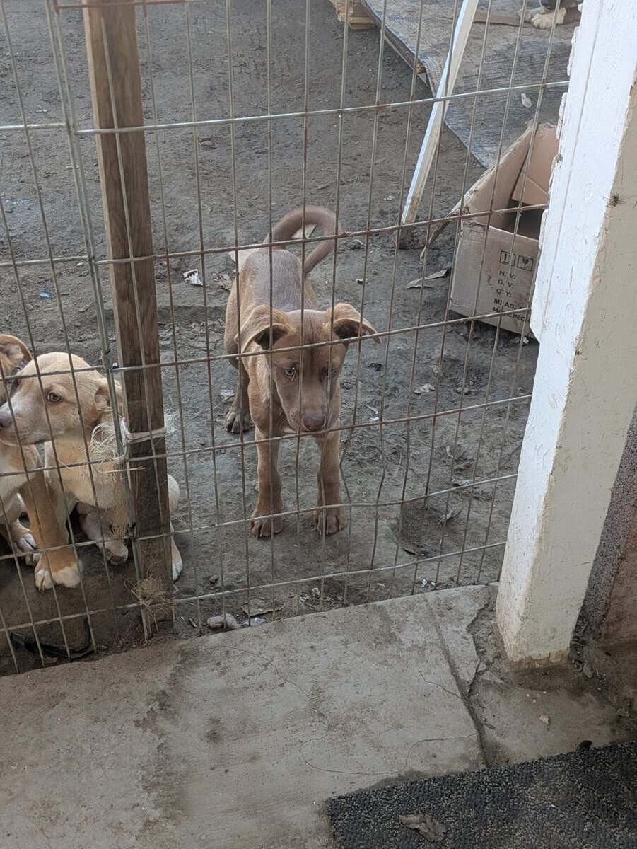 Puppies free to good home image 4