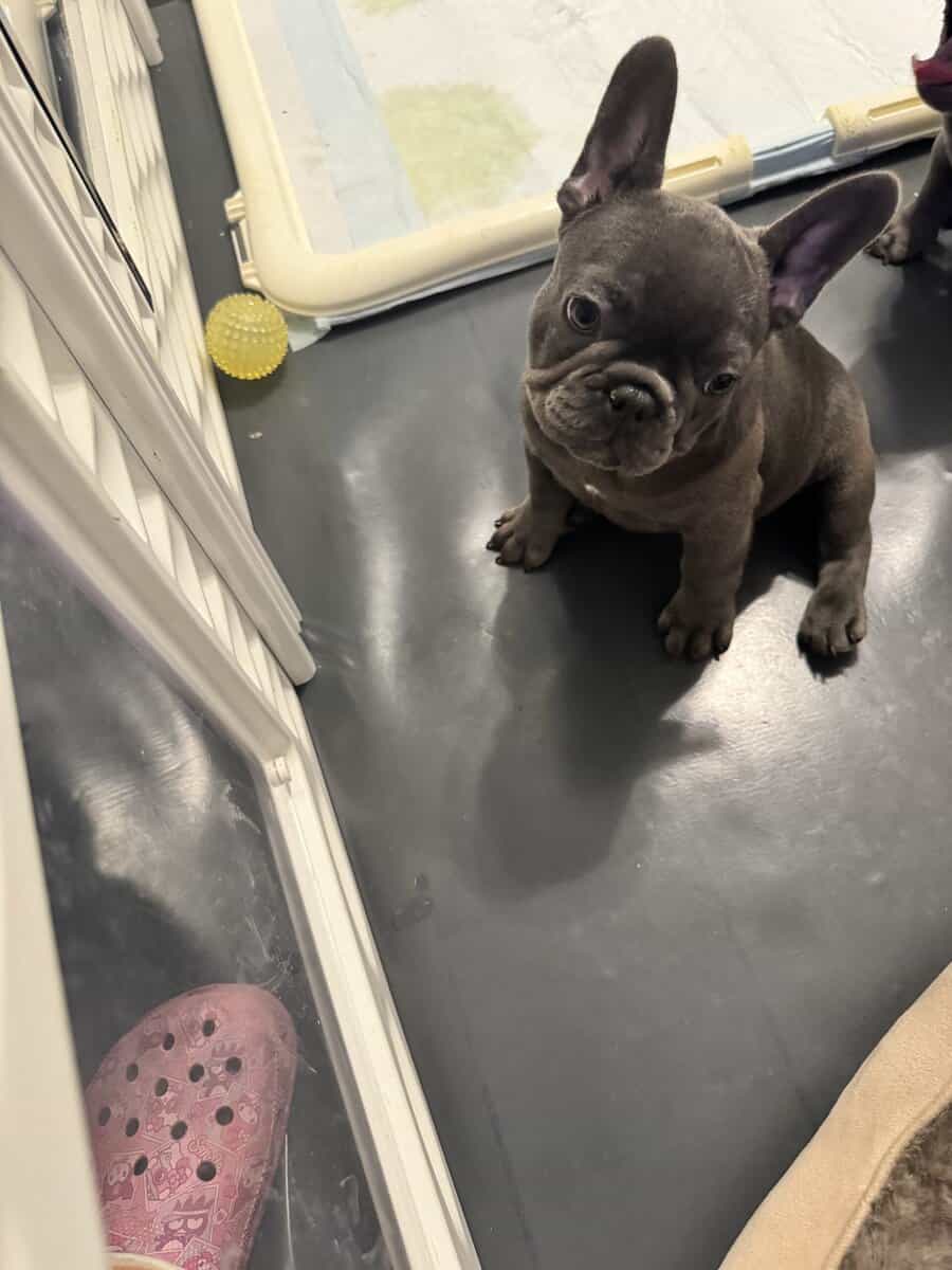 French bulldog AKC puppies image 5