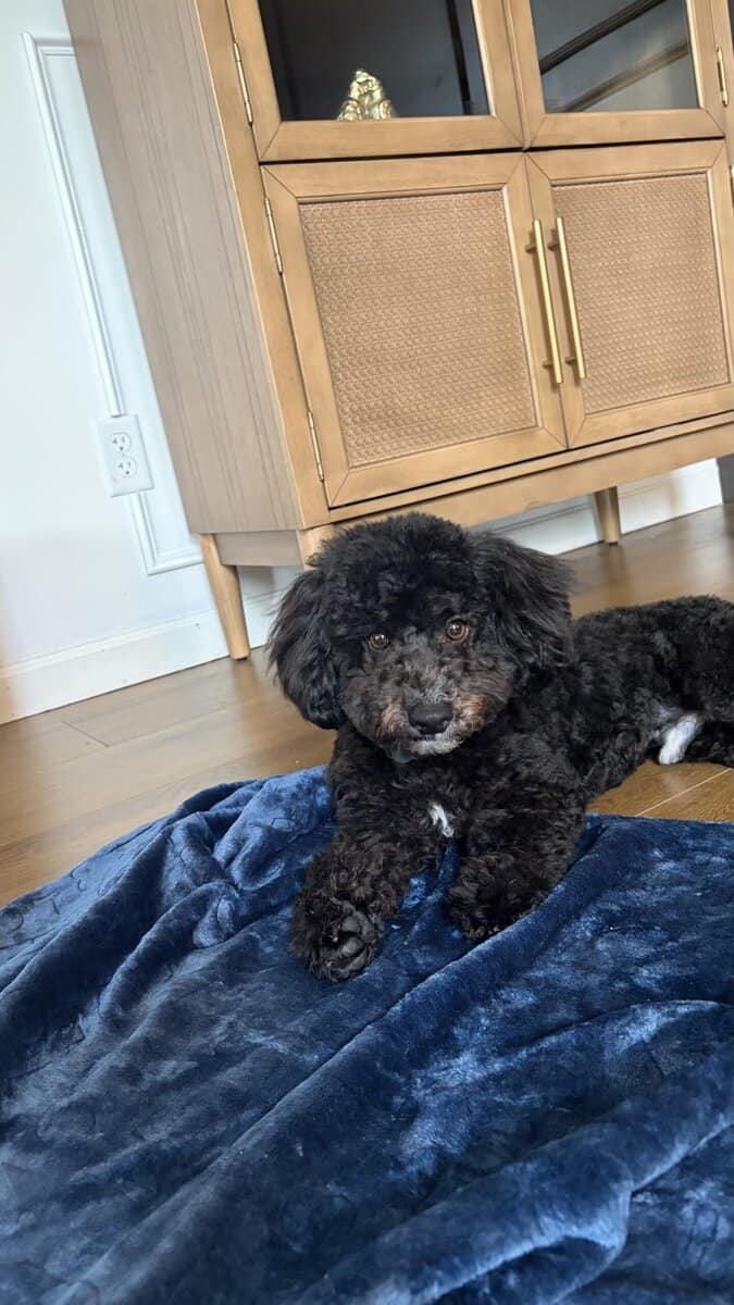 Miniature Poodle for sale image 1