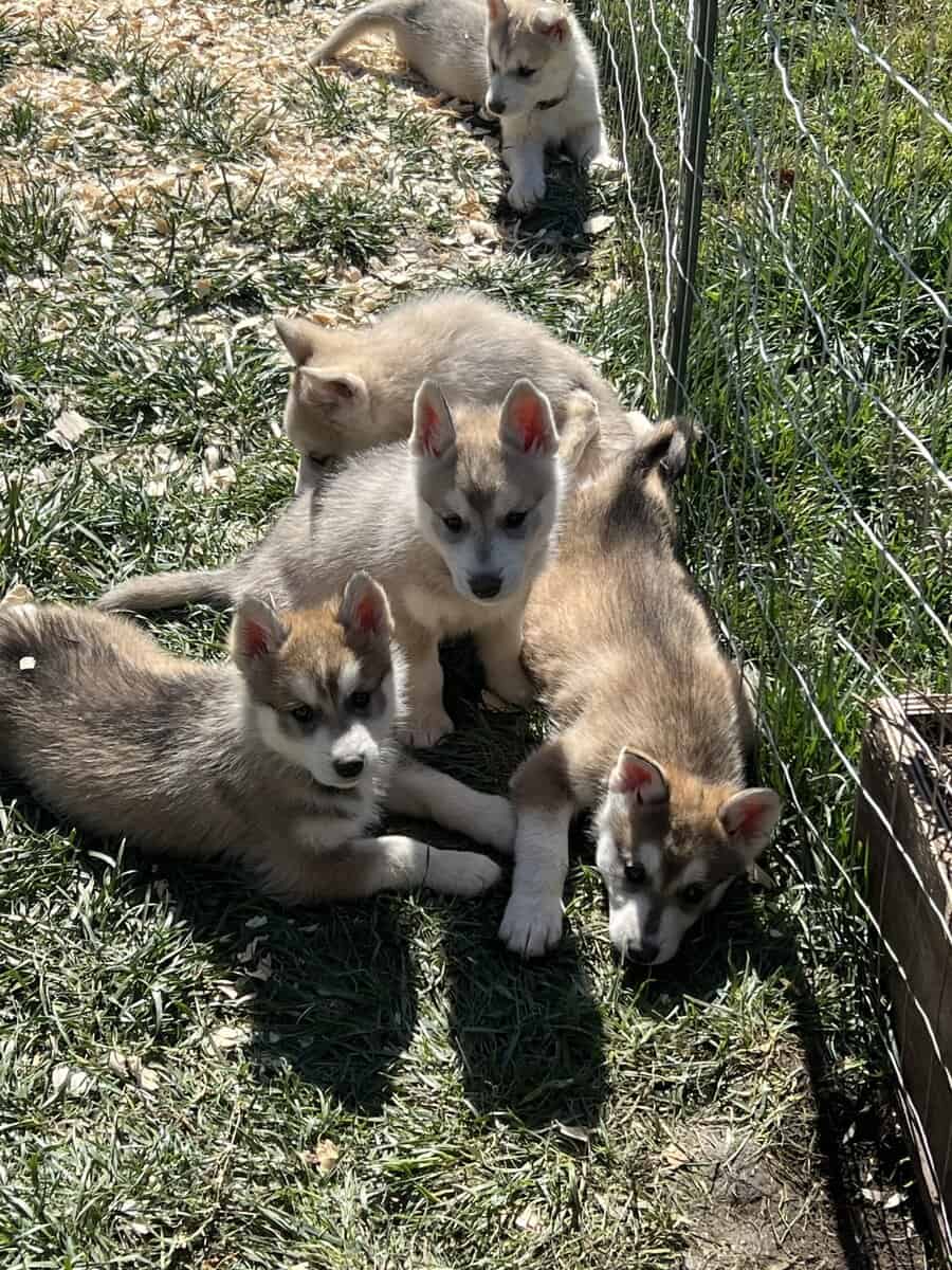 Malamute husky puppies image 1