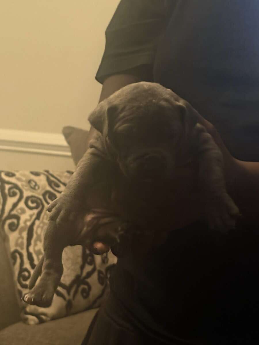 Pitbulls for Sale image 3
