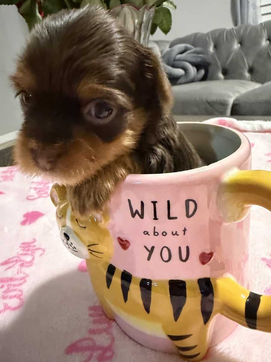 AKC Yorkies image 2