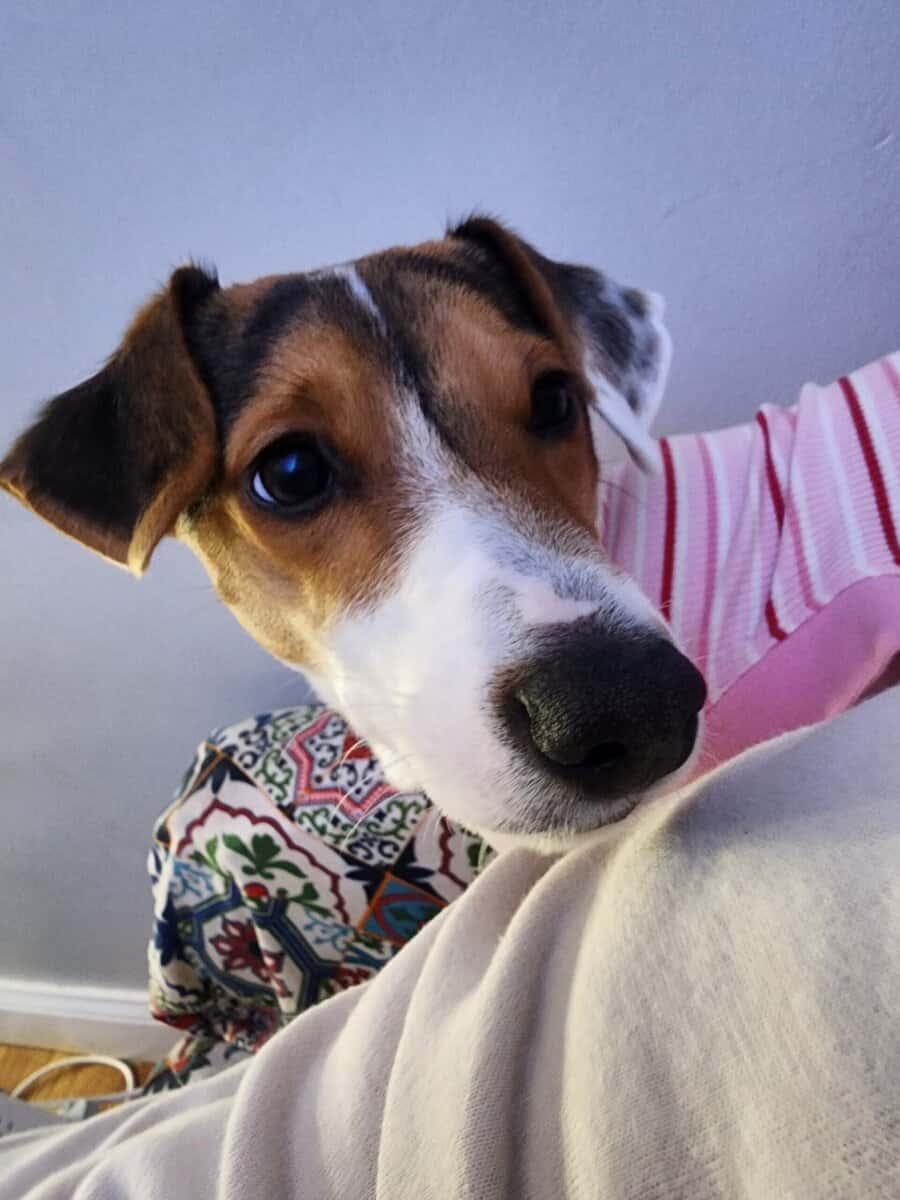 Due to the circumstances, I am looking to rehome m image 7