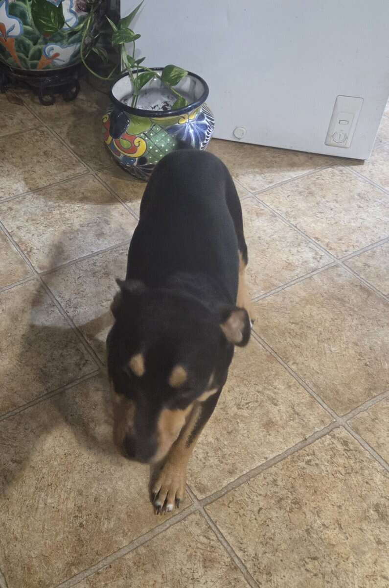 Rehoming Our Terrier Mix Dog image 2