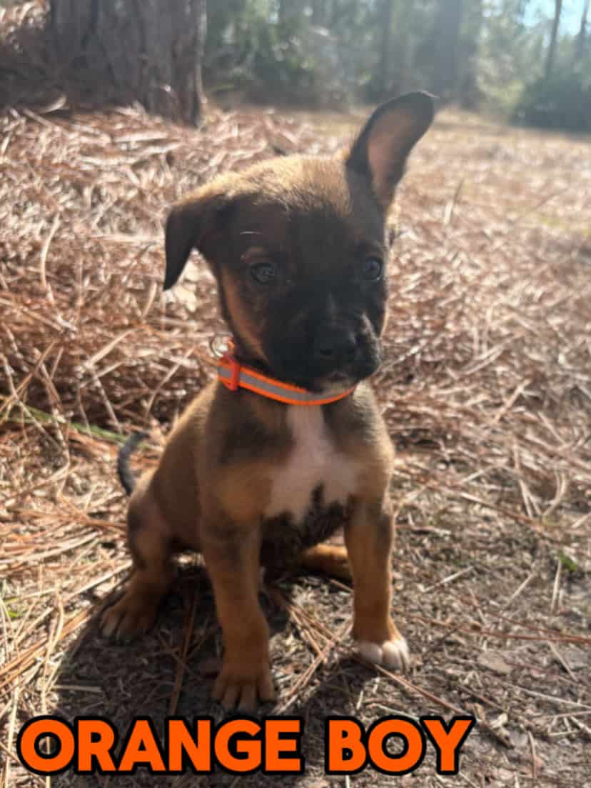 Aussie x Blackmouth Cur puppies for adoption image 9