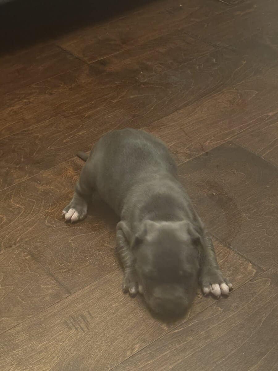 Pitbulls for Sale image 8