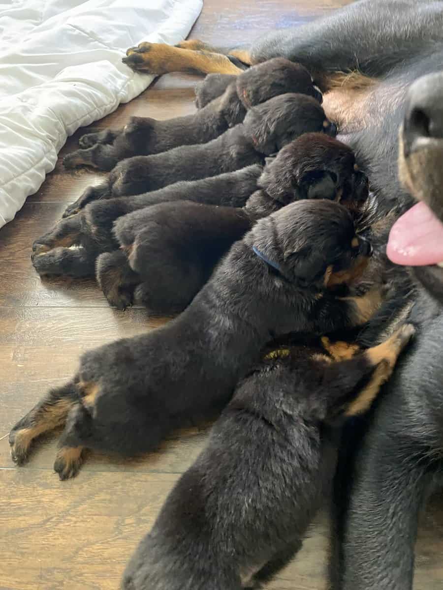 Rottweiler Puppies image 3