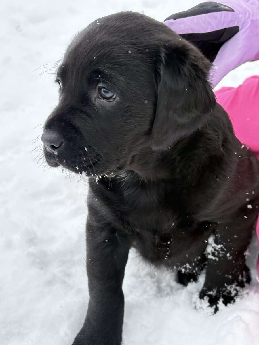 Lab puppies for sale image 7