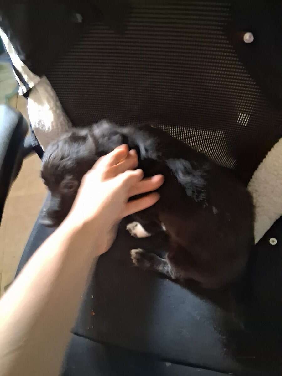 4 puppies image 3