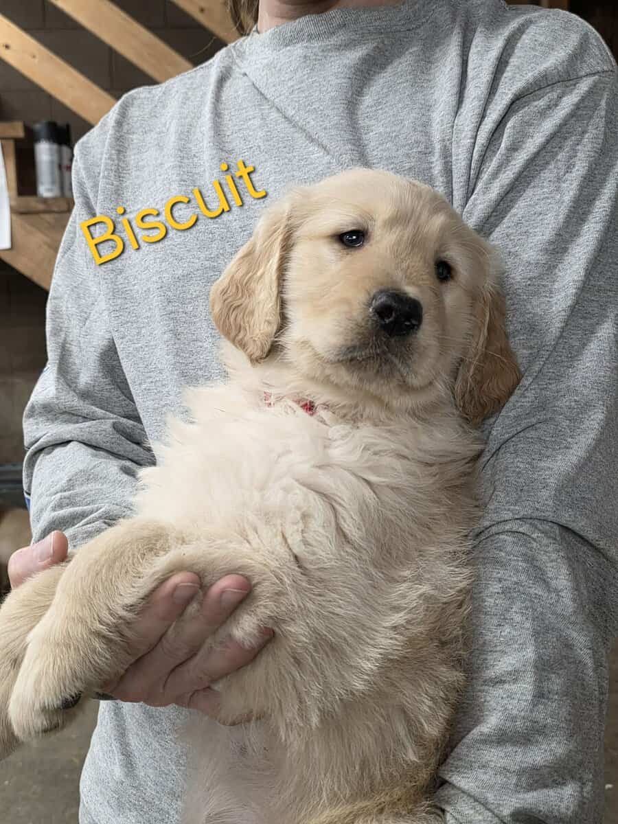 AKC Golden Retriever Puppies image 2