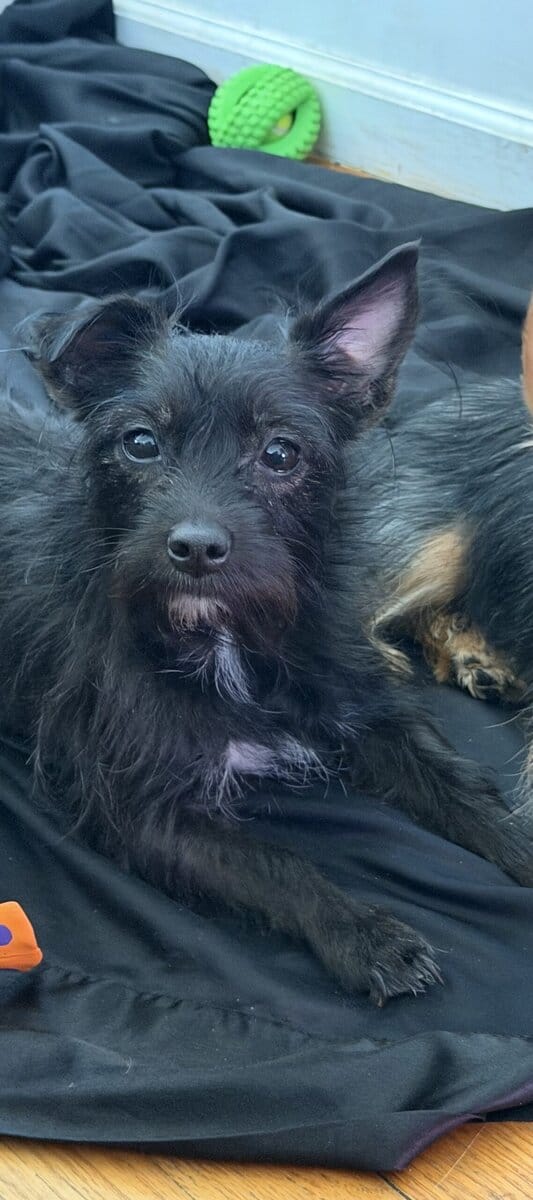 3 year old Yorkie mixed with chihuahua image 3