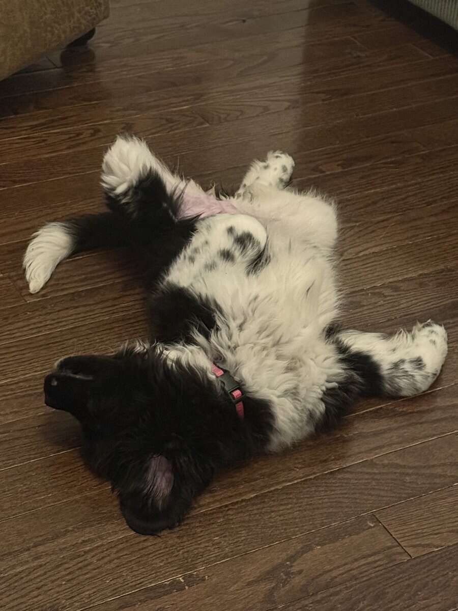 Female Newfoundland Puppy image 4