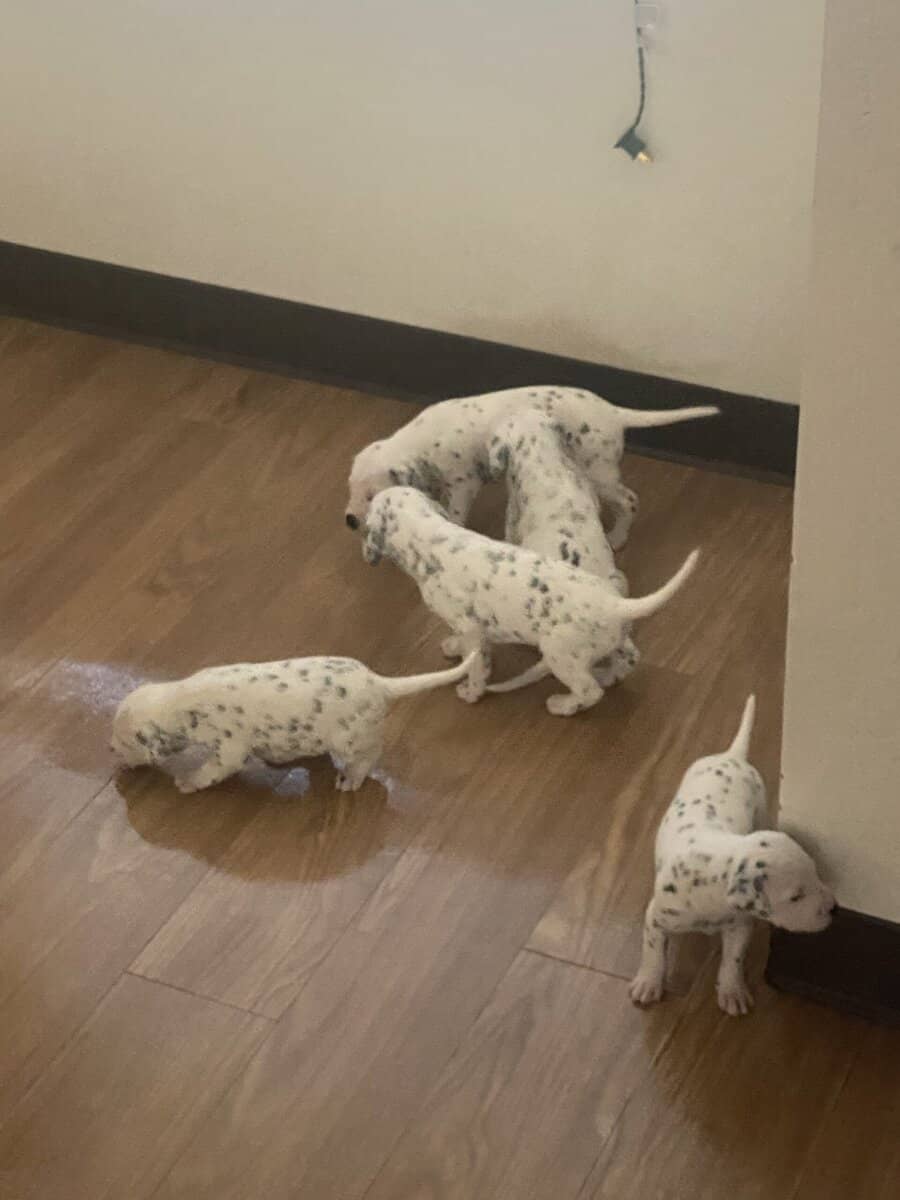 Dalmatian puppies image 4
