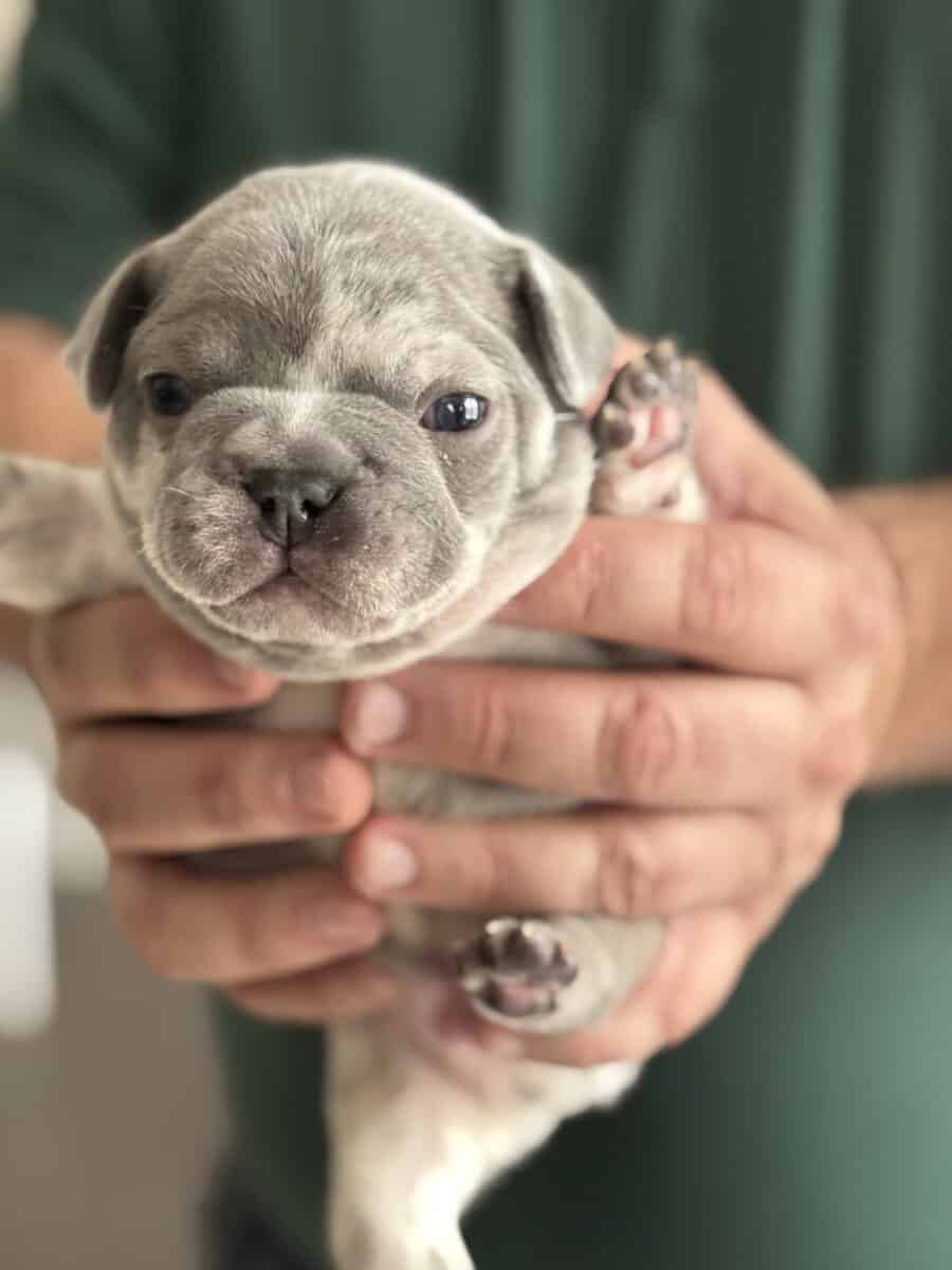 AKC French Bulldog Puppies for sale! image 2