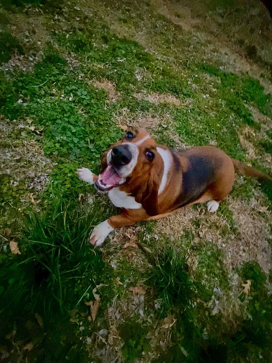 Aine- a 2 year old purebred basset hound image 2