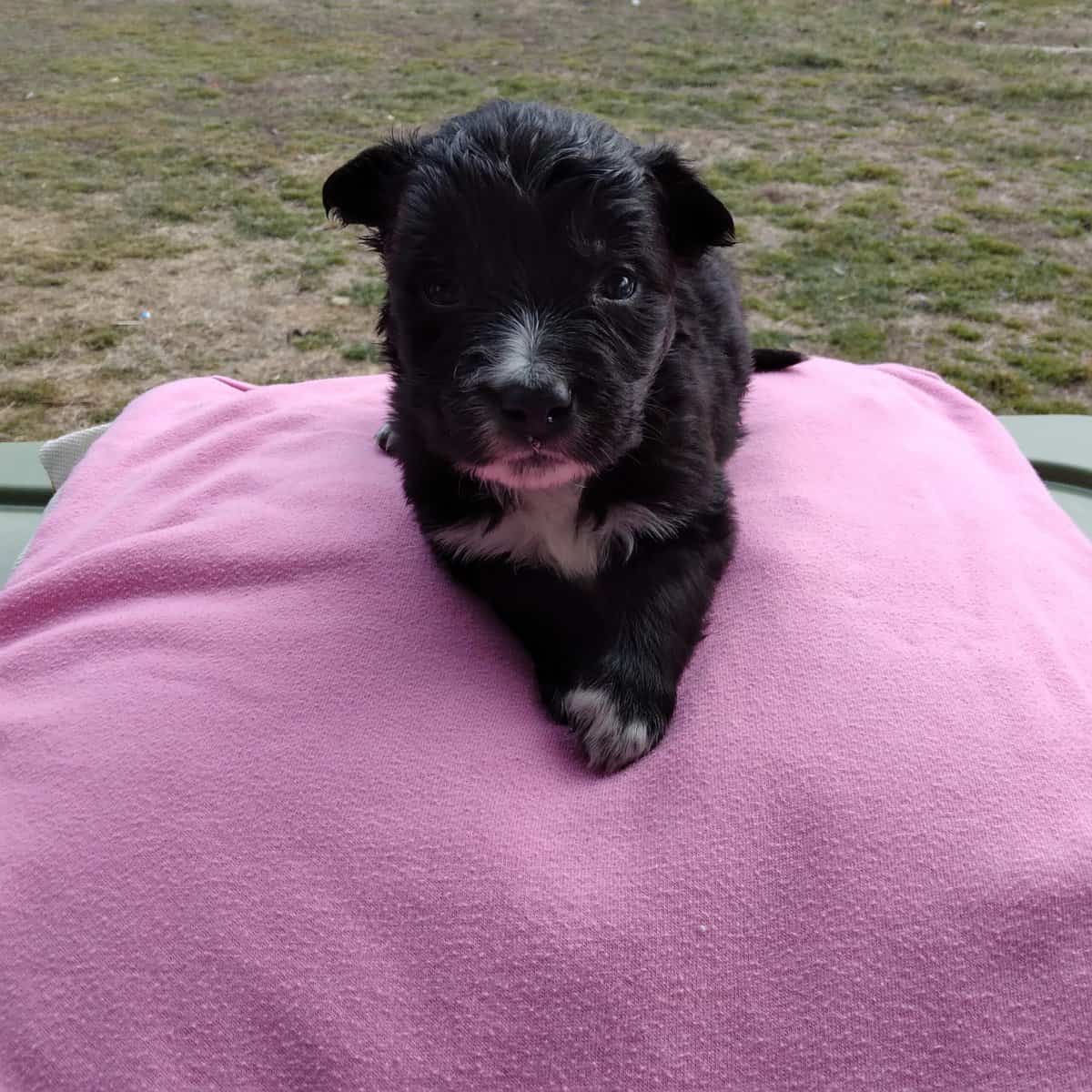Female Coltrevier puppies Boder Collie/ Golden Ret image 1