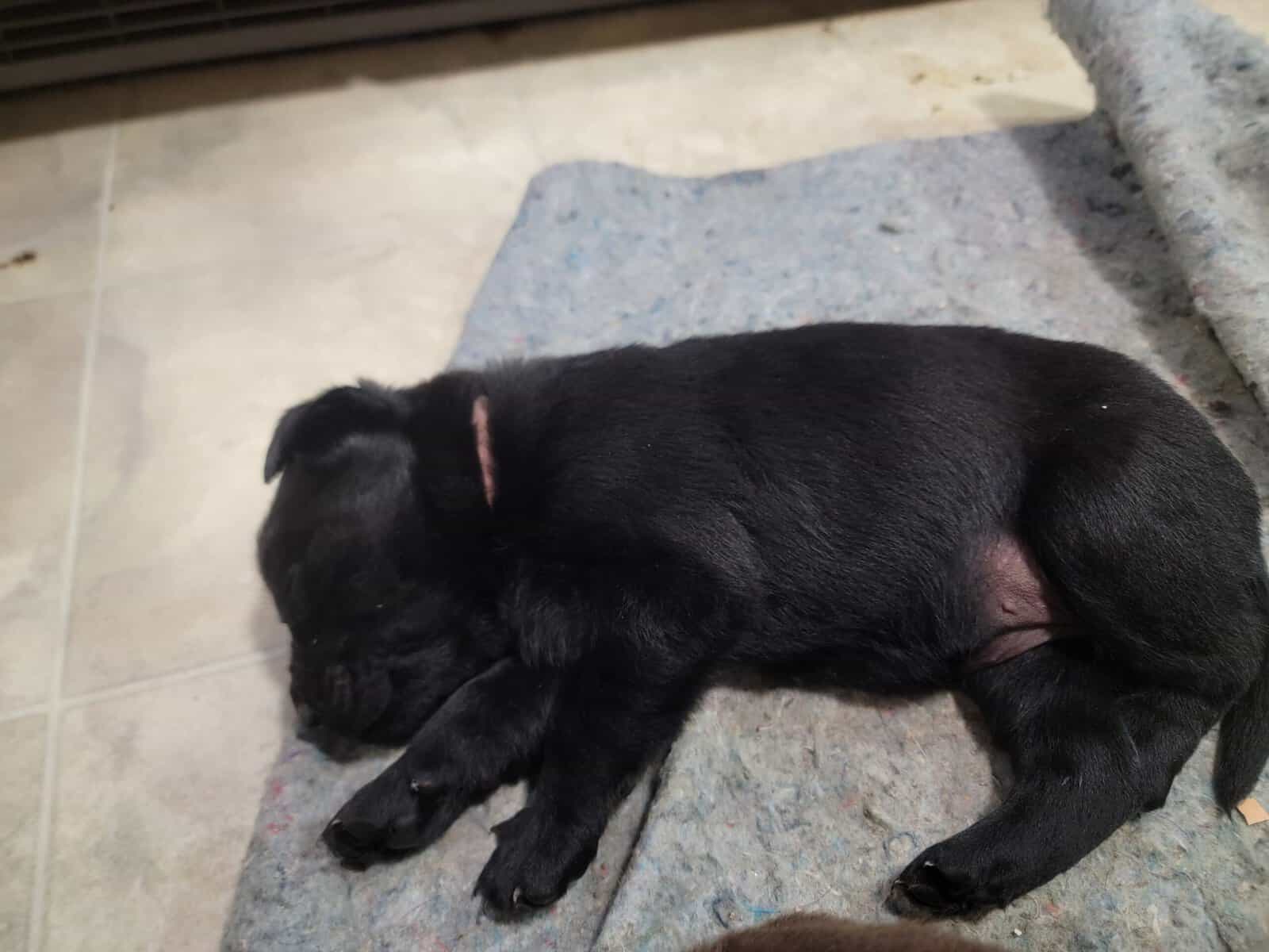 Chocolate lab/ Rotty mix image 7