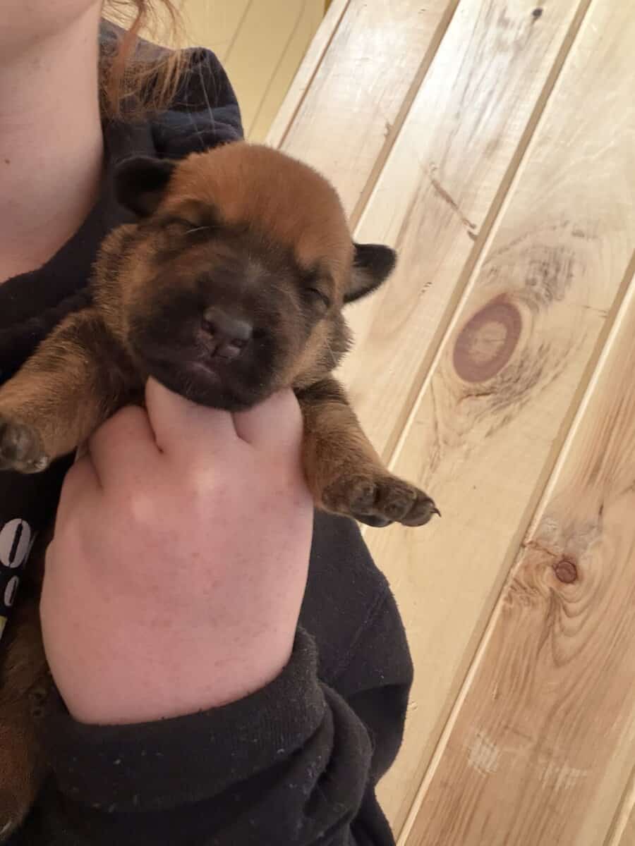 Rottweiler x Malinois puppies image 2