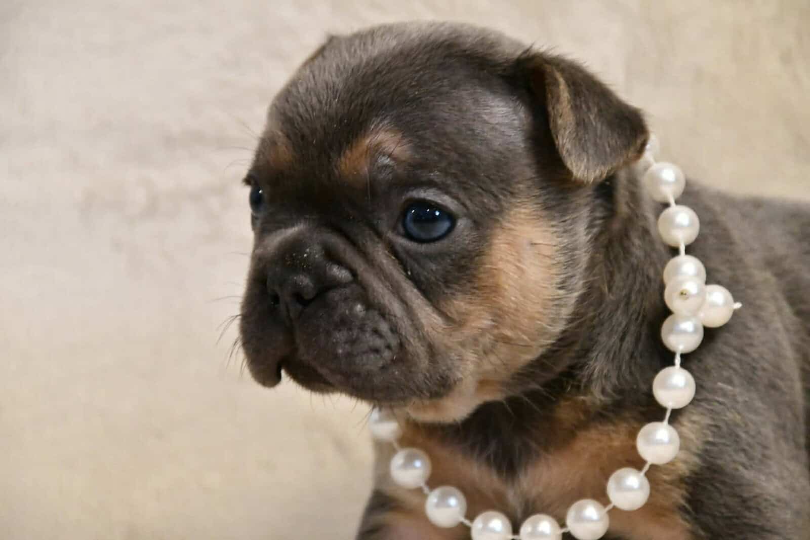 Litter of 6 for Sell - French Bulldogs image 24