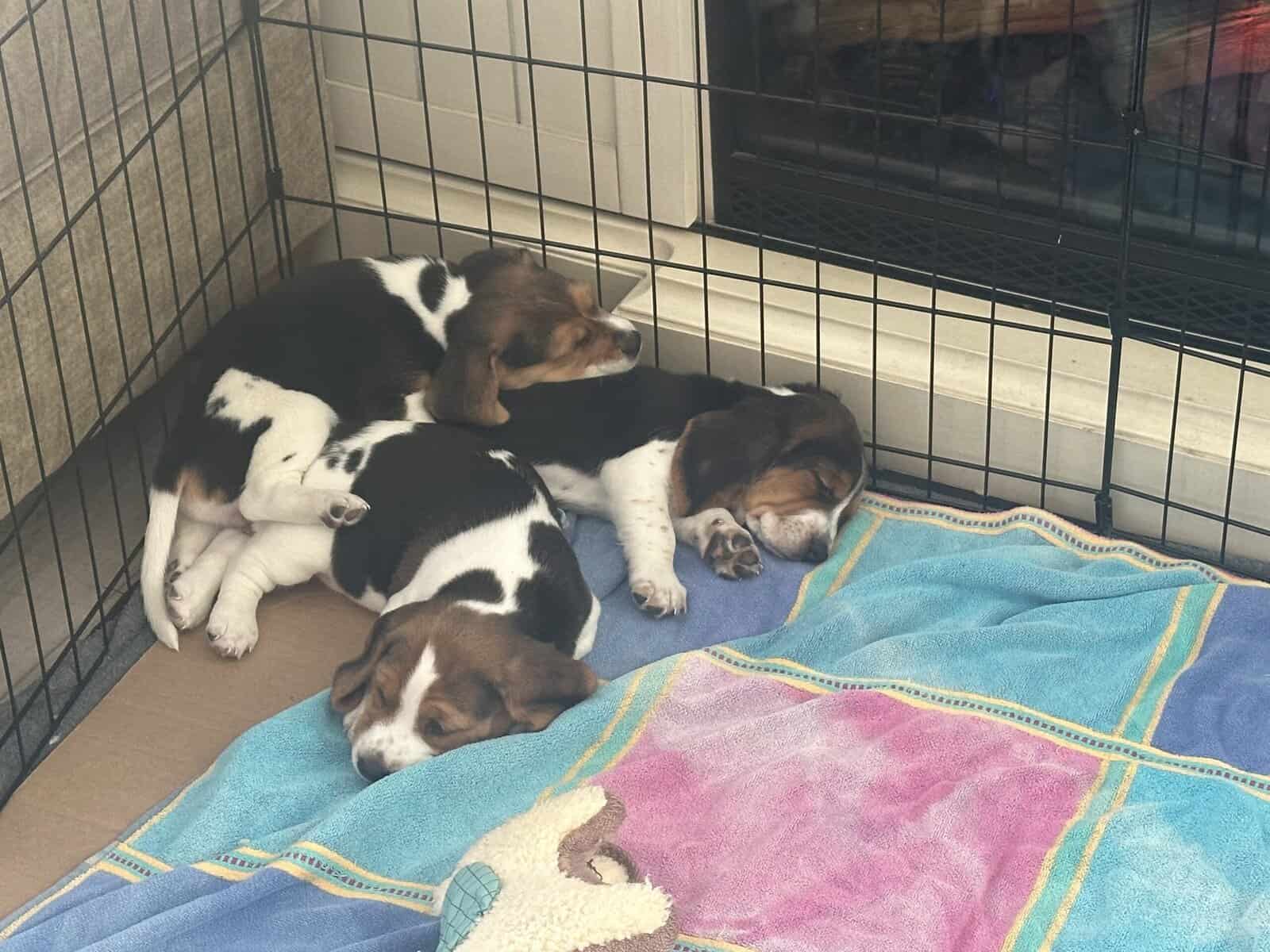 Beagle Puppies image 2